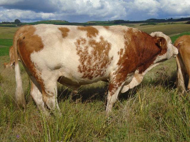 Touro # toro Gado Bovinos novilha vaca terneiro cavalo