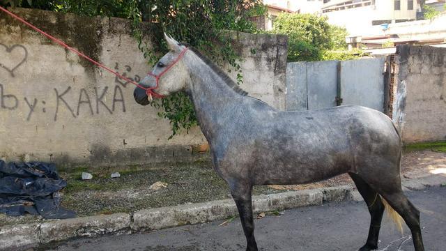 Venda ou catira do meu interesse