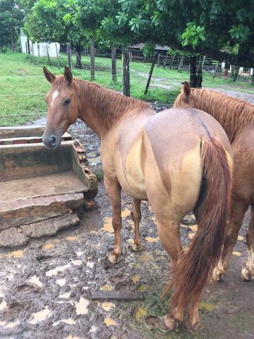 Vende se uma égua quarto de milha