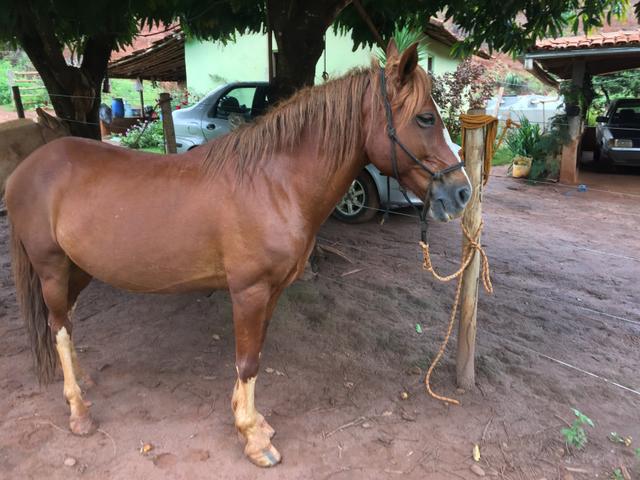 Vendo cavalo,8 anos