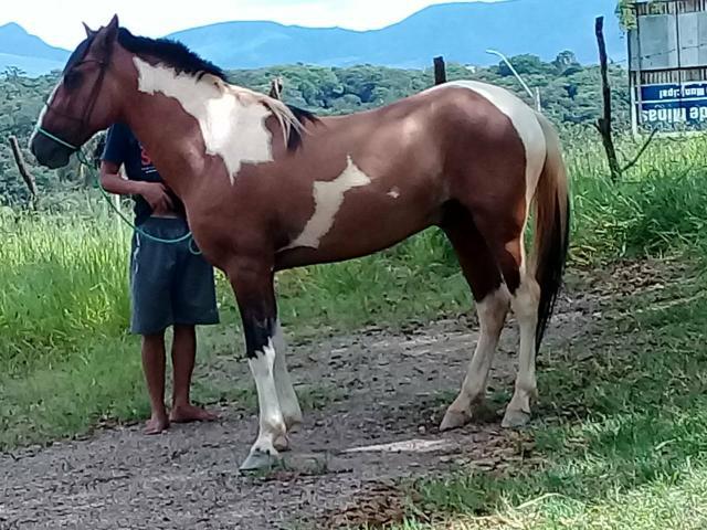 Vendo cavalo pampa aceito trocas