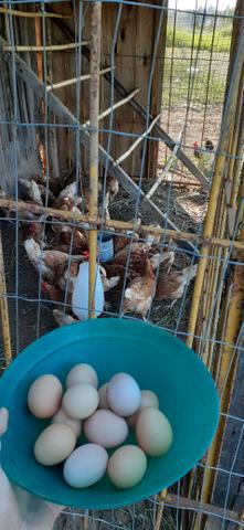 Vendo galinhas poedeiras