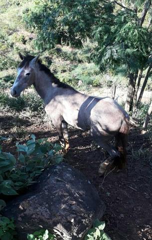 Vendo égua nova com 6 anos mansa muito boa