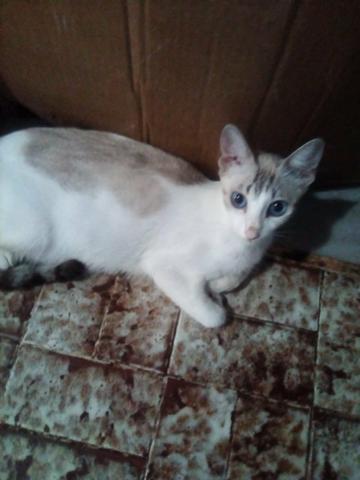 Adoção linda gata branca dos olhos azuis