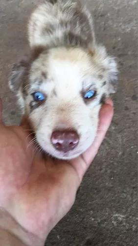 Border Collie Red Merle