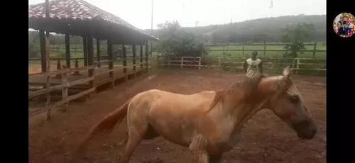 Cavalo Machador Manga Larga