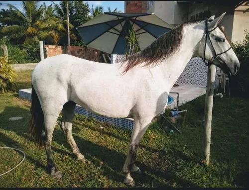 Cavalo Mangalarga