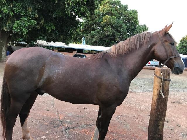 Cavalo Mangalarga Paulista Alazão