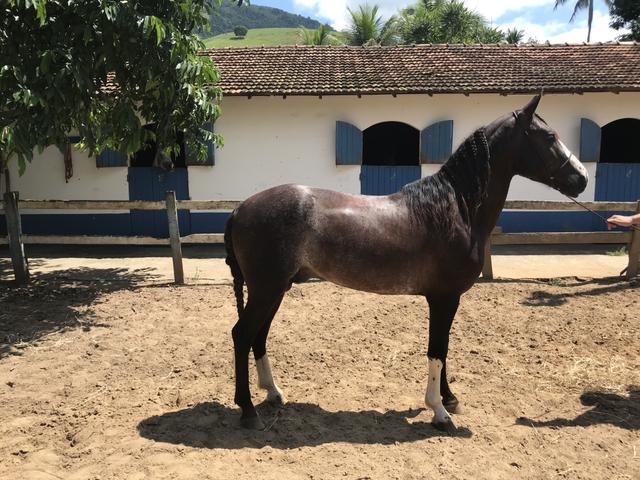 Cavalo Mangalarga Registrado