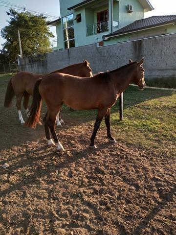 Cavalo colorado