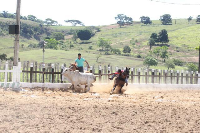 Cavalo de direita manso e bom.