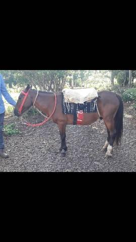 Cavalo de pequeno porte