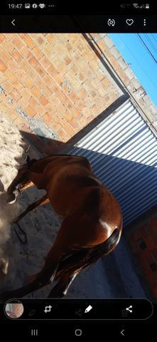 Cavalo égua