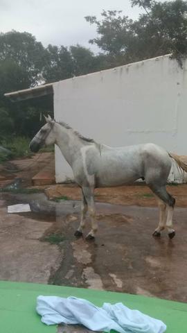 Cavalo macha batida