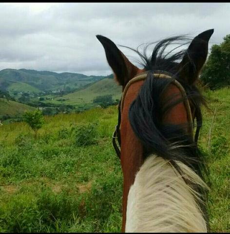 Cavalo pampa castrado