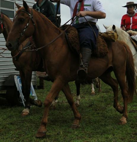 Cavalo tostado