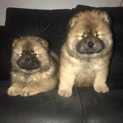 Chow Chow Porte Americano