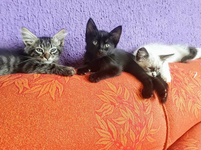 Doa se Gatos