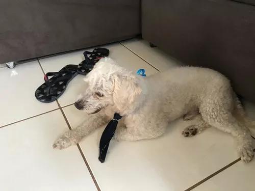 Doa-se Um Poodle