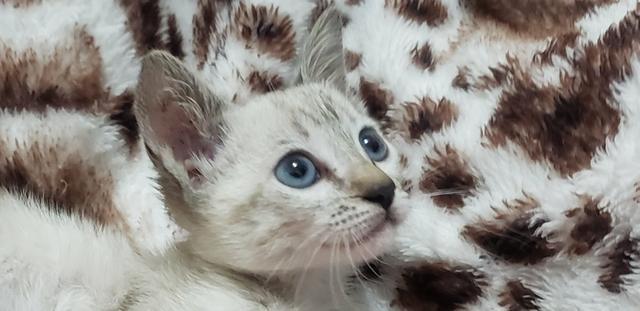 Doa-se este gatinho siamês em Jundiaí - Vila progresso