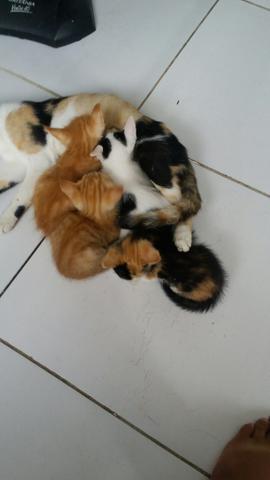 Doando 4 gatinhos