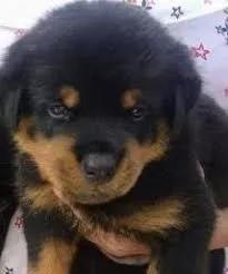 Doação - Filhotes De Rottweiler E Chihuahua