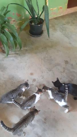 Doação de Gatos