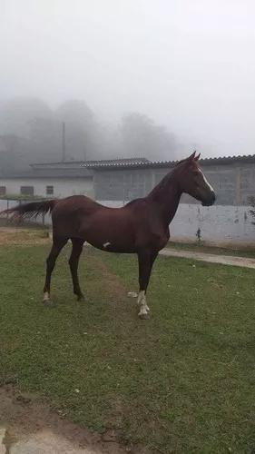 Egua Mangalarga Prenha Registrada 1,75m De Cernelha