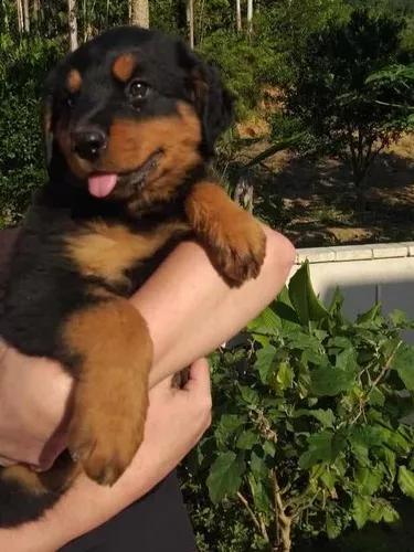 Filhote Fêmea De Rottweiler (quase 04 Meses) - 03 Vacinas