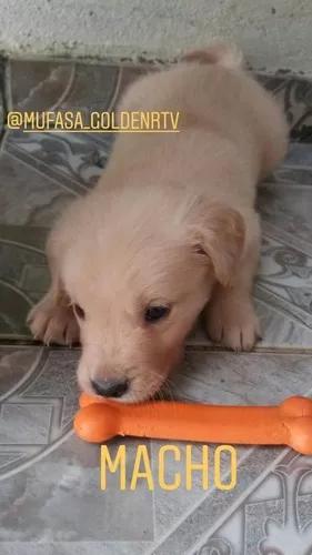 Filhote Golden Retriever