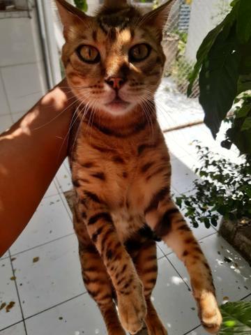 Filhote de gato Bengal