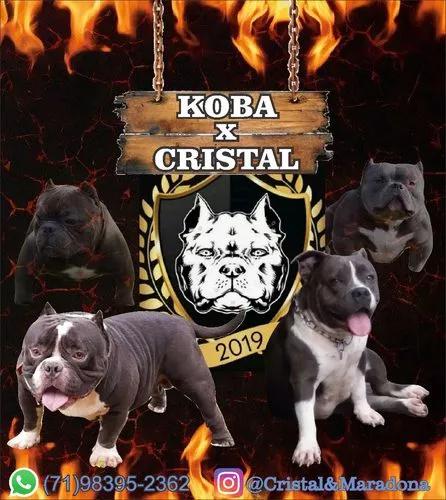 Filhotes De American Bully