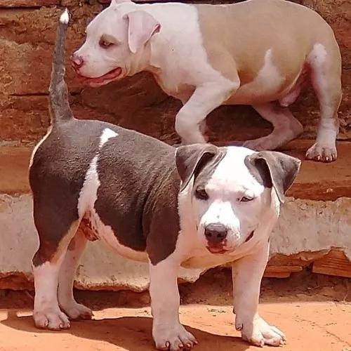 Filhotes De American Bully Disponíveis ¿¿