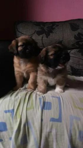 Filhotes De Lhasa Apso