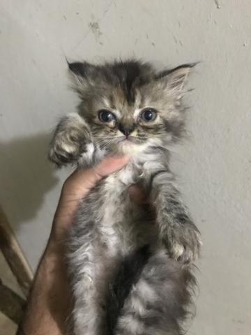 Filhotes de gato persa disponível
