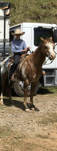 Garanhão appaloosa