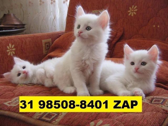 Gatil em BH Top Filhotes de gatos Angora Persa ou Siamês