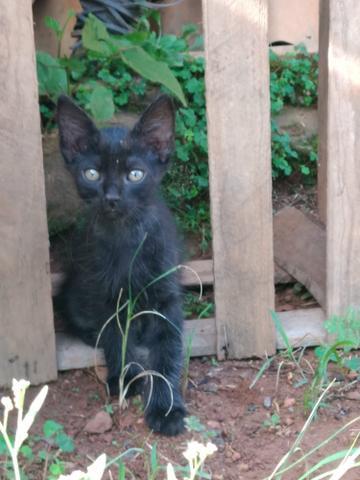 Gatinhos pra doação !