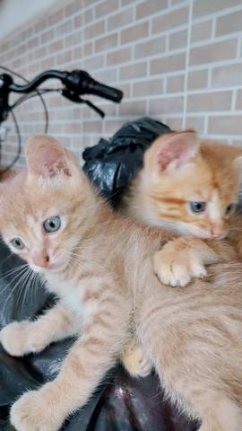 Gatos