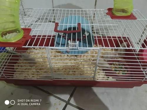 Hamster Sírios, Filhotes