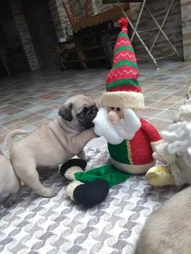 Lindos Filhotes De Pug Macho