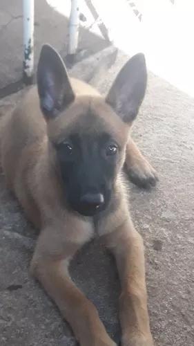 Pastor Belgas Malinois Fêmea Vendo Última Foto E A Mãe