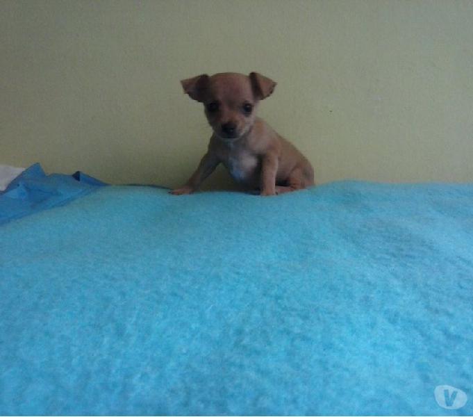 Pinscher Mini