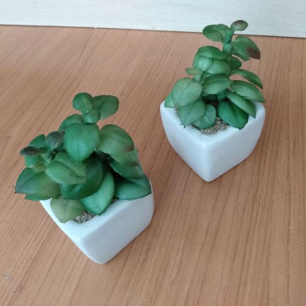 Plantinhas fofas de decoração!