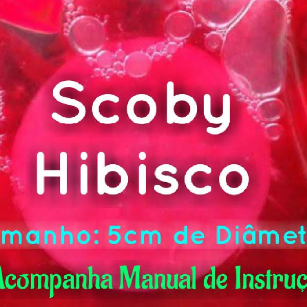 Scoby Hibisco - Com 5 cm de diâmetro