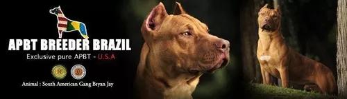 Sêmen Importado Para Reprodução American Pit Bull Terrier