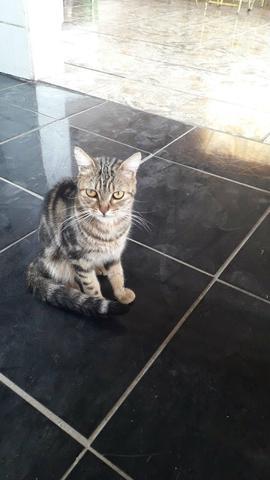 Sou o romeu DOAÇÃO