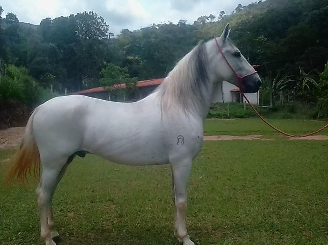 Venda Cavalo Égua Pampa