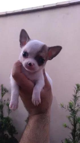 Venda De Filhotes De Chihuahua Pelo Curto E Longo