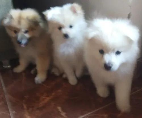 Vende Filhotes De Spitz Al